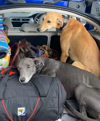 Dogs in Car