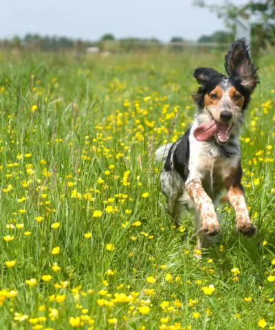 dog allergies scaled 1