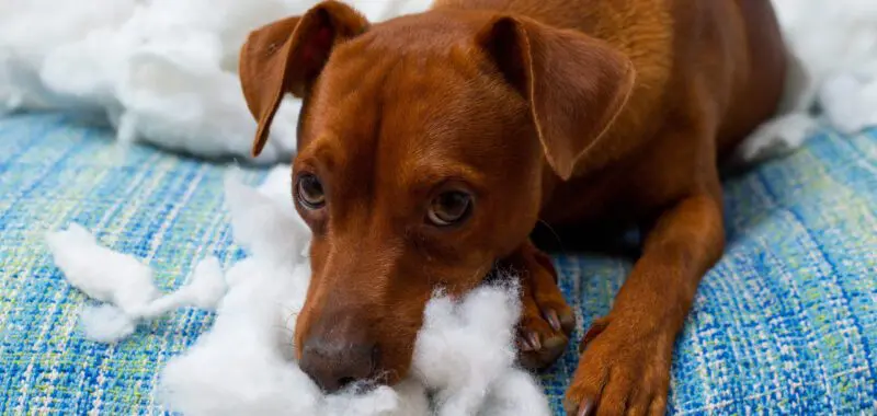 dog anxiety scaled 1