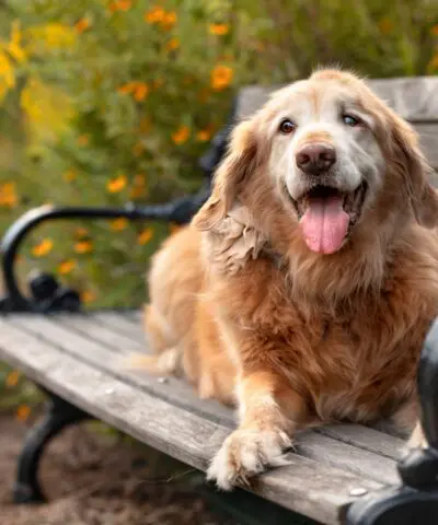 dog joint care scaled 1