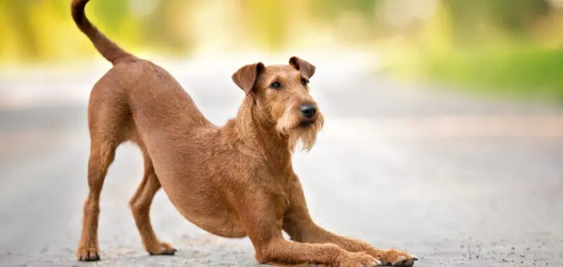 dog pancreatitis scaled 1