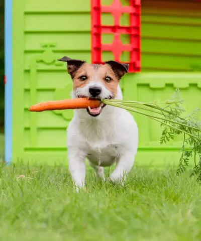 jack-russell-with-carrot-snack