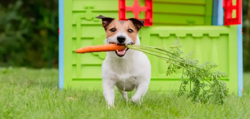 jack-russell-with-carrot-snack