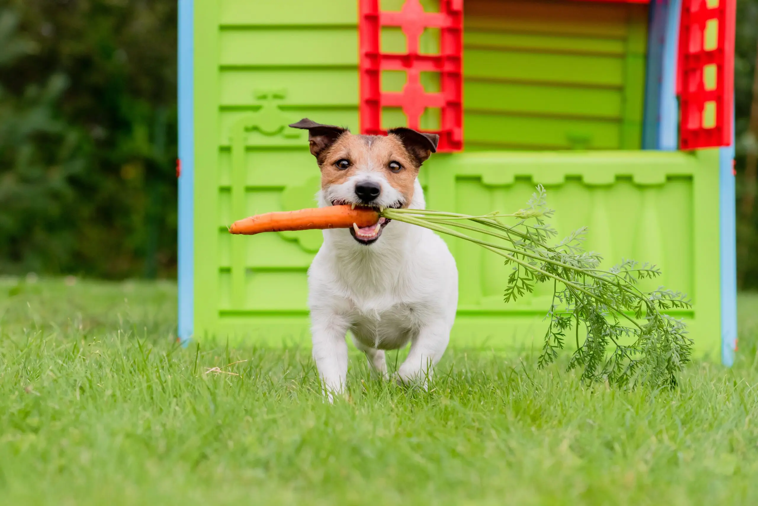 jack-russell-with-carrot-snack jack-russell-with-carrot-snack