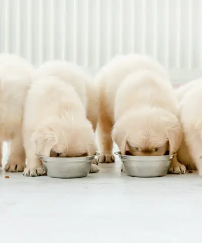 Retriever puppies eating from bowls
