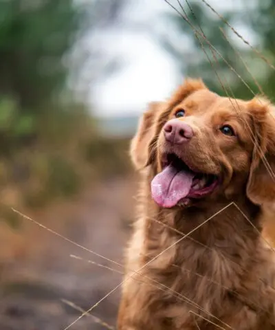 brown-dog-on-a-walk