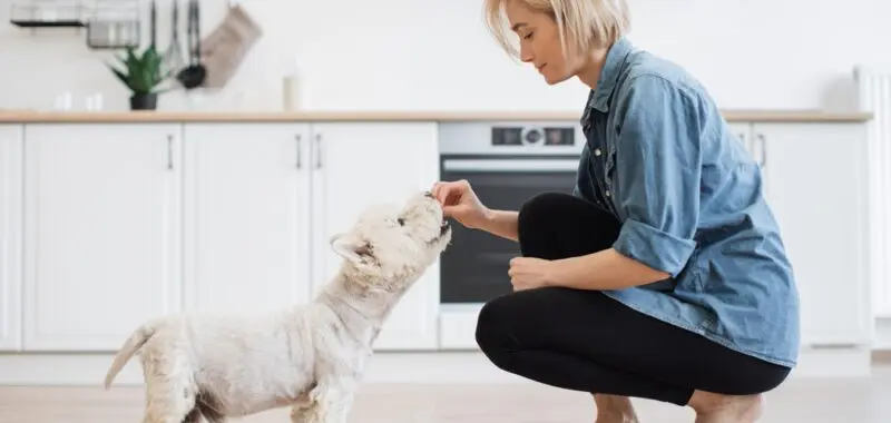 woman-feeding-dog-treats