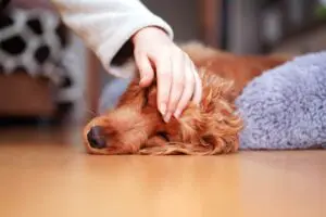 A girl strokes a sad dog