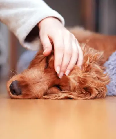 A girl strokes a sad dog