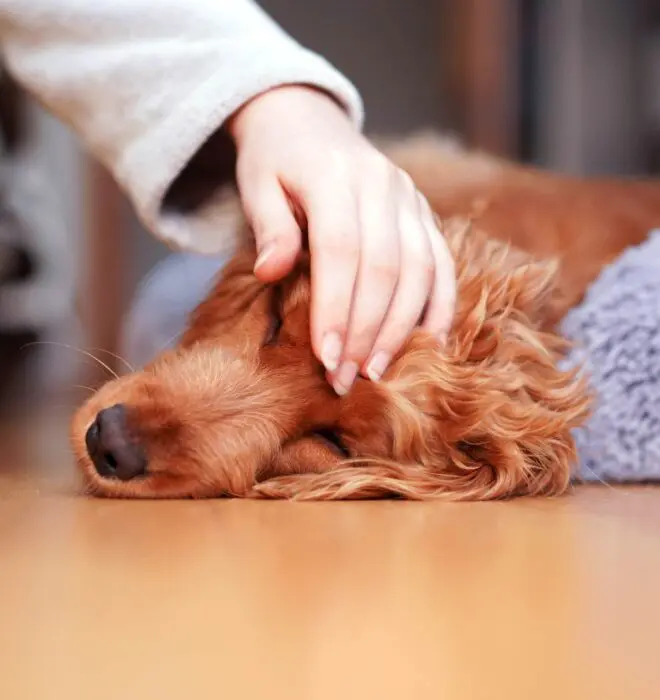A girl strokes a sad dog