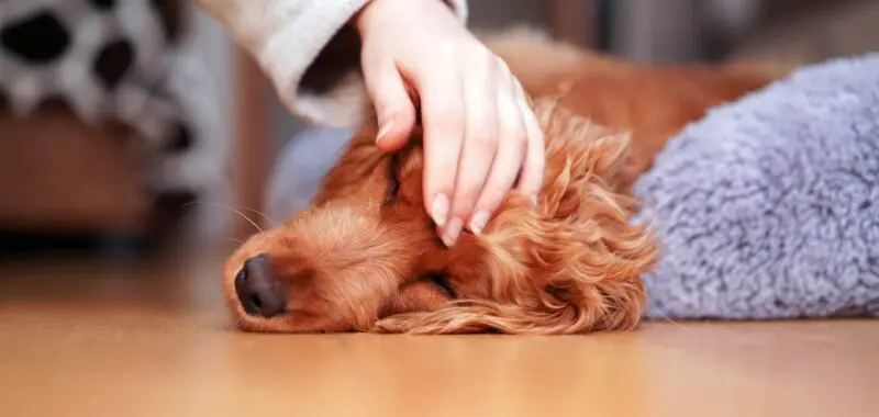 A girl strokes a sad dog