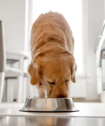 Golden Retriever Dog Eats From Bowl In Kitchen