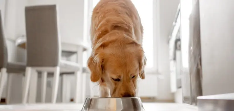 Golden Retriever Dog Eats From Bowl In Kitchen