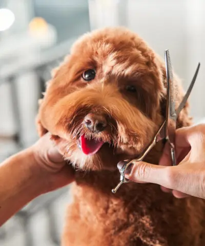 dog sitting at the grooming salon