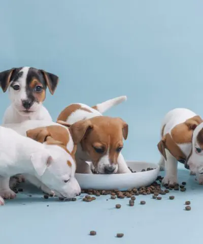 puppies eating food