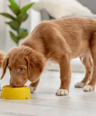 two puppies eating from bowls