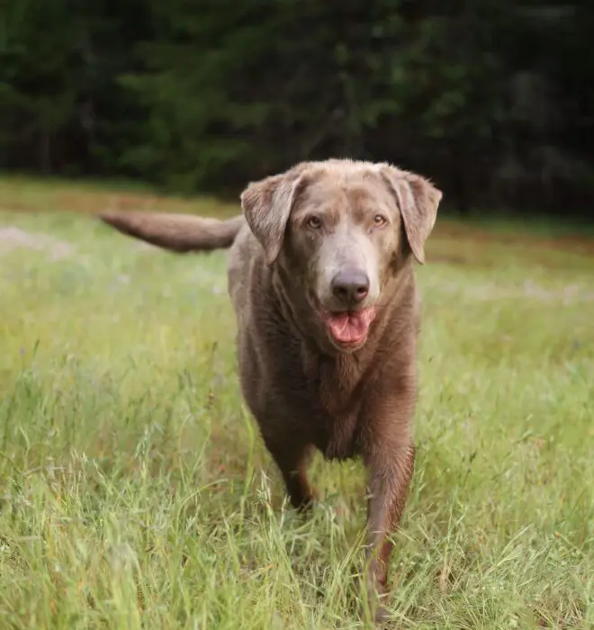 senior-dog-walking