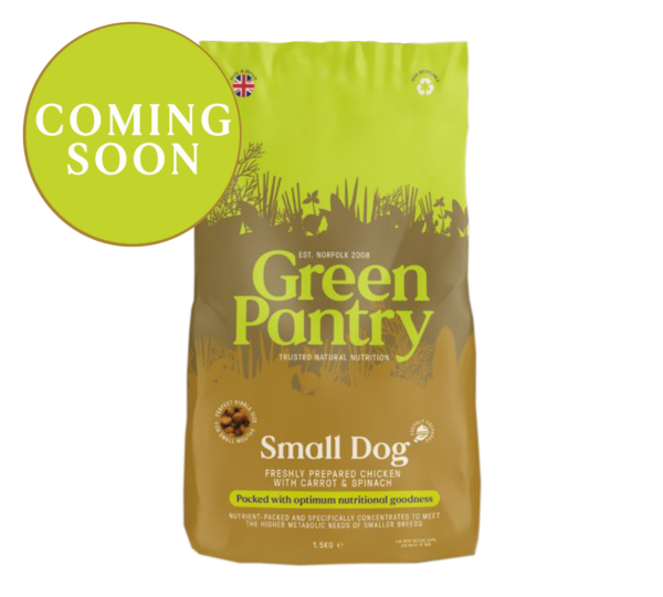 Small Dog 1