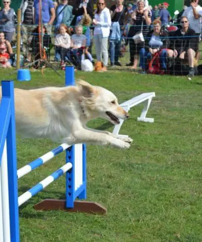 dog jumping over a hurdle