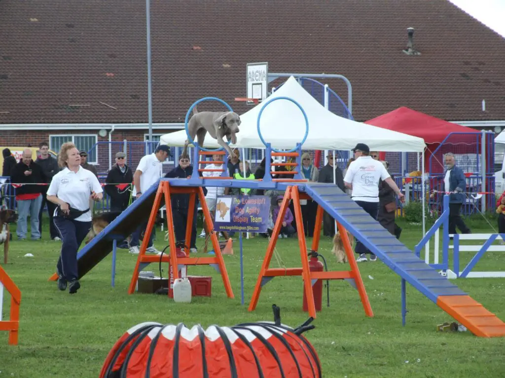 grey dog running through a obstacle course