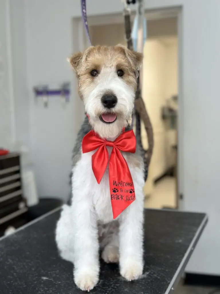 groomed fox terrier