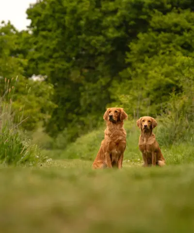two dogs sitting in a field