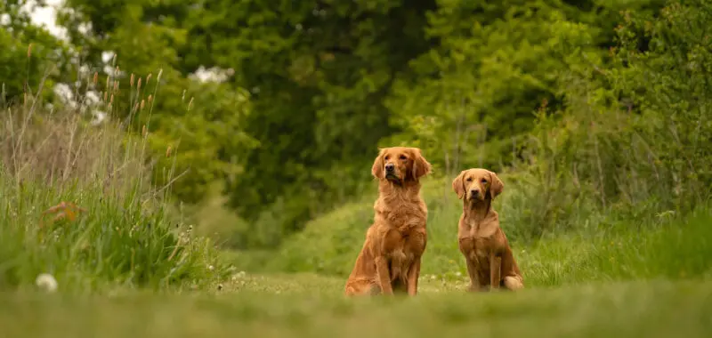 two dogs sitting in a field
