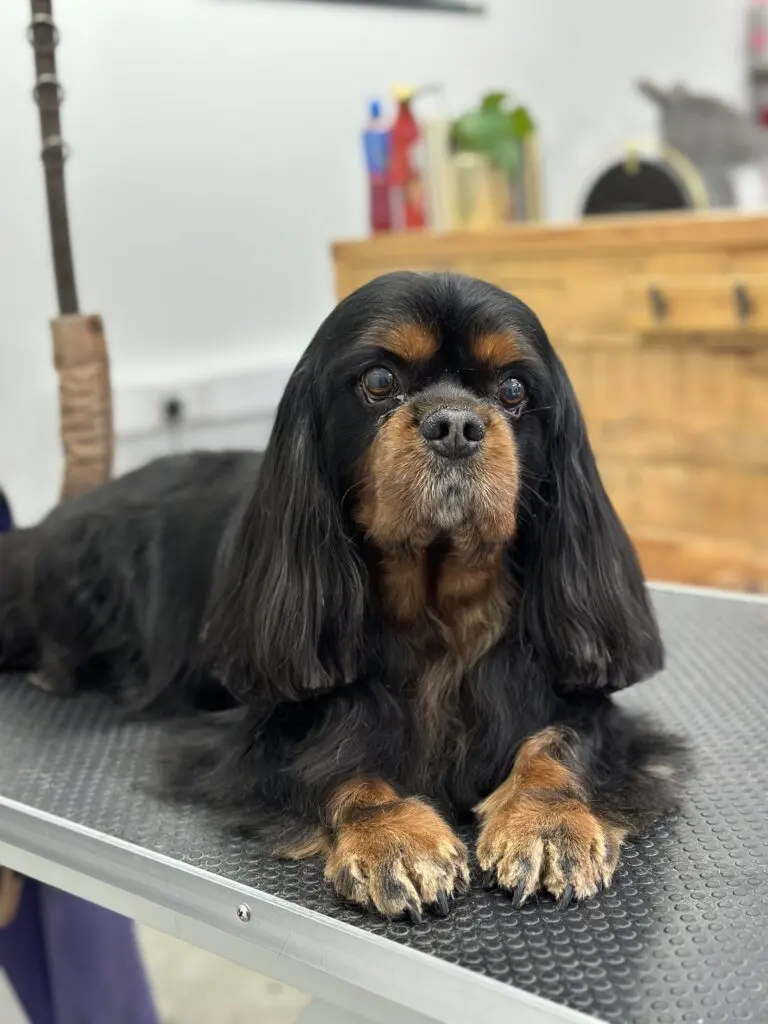 a dog lying on a table