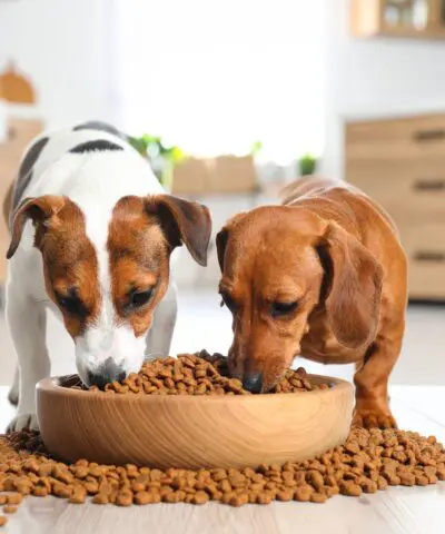Green Pantry Small dog (2)