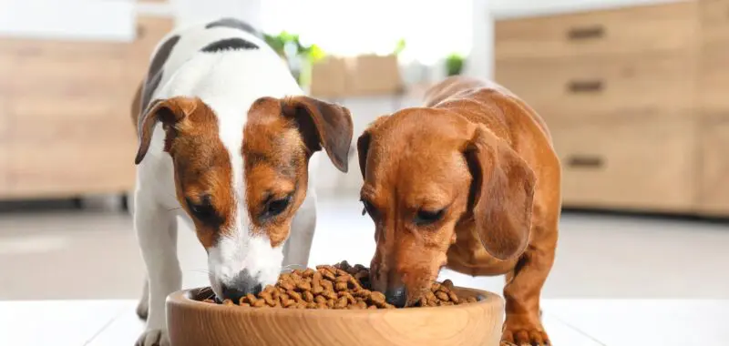 Green Pantry Small dog (2)