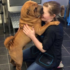 Laura Denby, Professional Dog Groomer Laura Denby Professional Dog Groomer