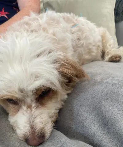 Dog on Sofa