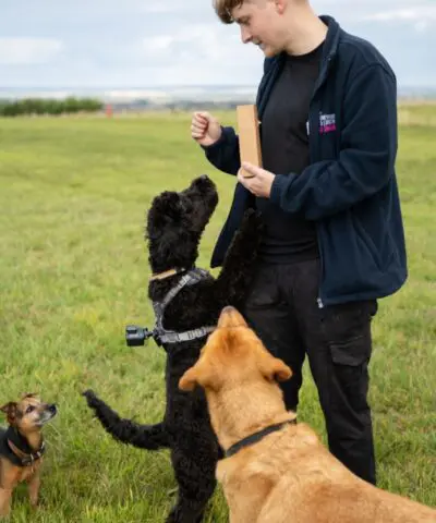Person Feeding Treats to Three Dogs in a Field