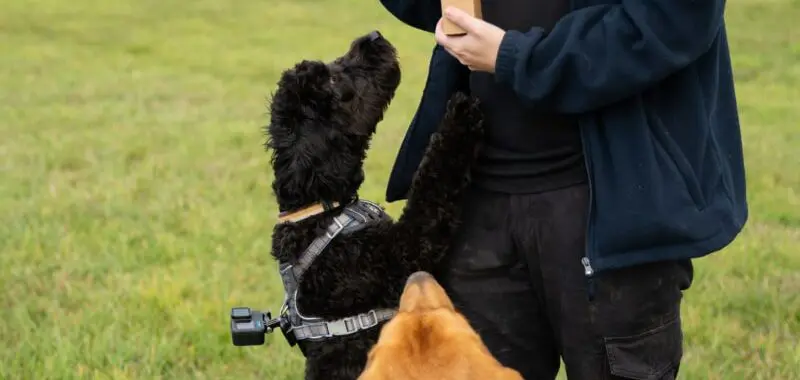Person Feeding Treats to Three Dogs in a Field