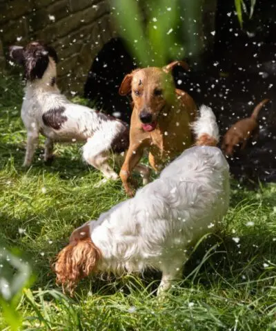 Three Dogs Chasing Snowflakes Outside
