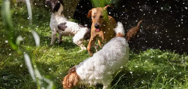 Three Dogs Chasing Snowflakes Outside