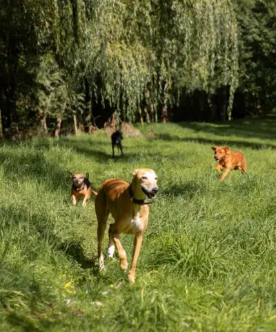 Four Dogs Running in a Sunny Field