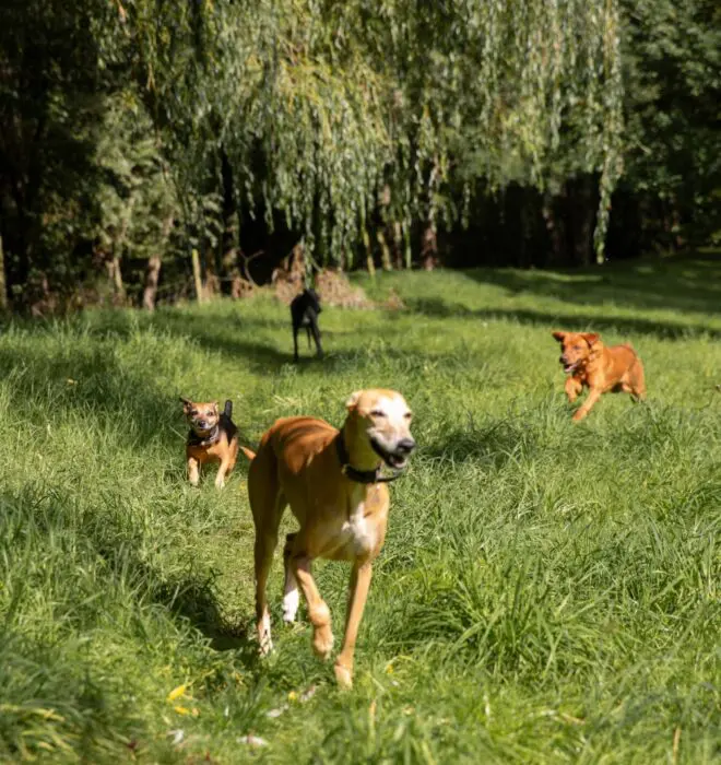 Four Dogs Running in a Sunny Field