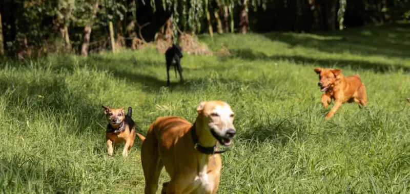 Four Dogs Running in a Sunny Field