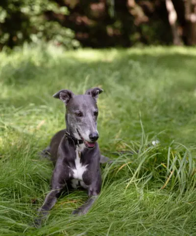 Dog Lying Down In Grass