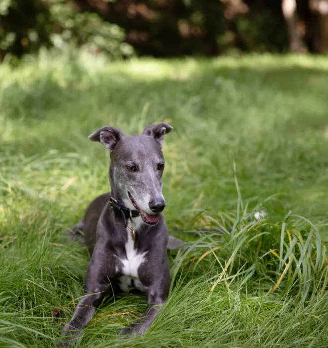 Dog Lying Down In Grass