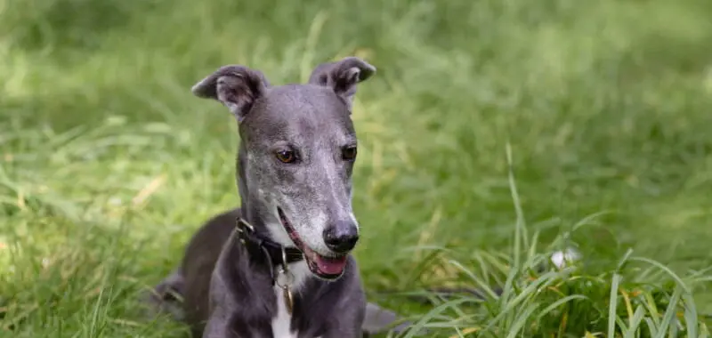 Dog Lying Down In Grass