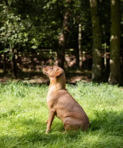 Dog Sitting in Grass Looking up