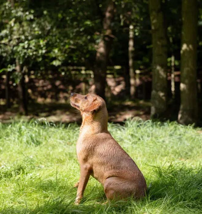 Dog Sitting in Grass Looking up