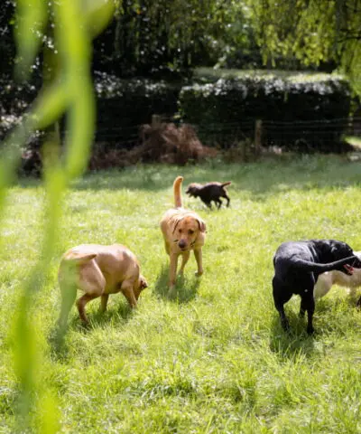 Dogs Playing in a Field
