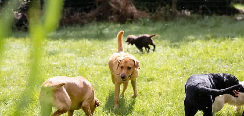 Dogs Playing in a Field