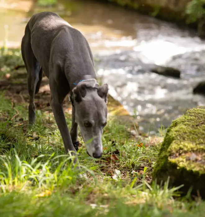 Dog Sniffing Grass
