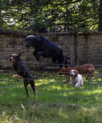 Four Dogs About To Jump A Wire Fence