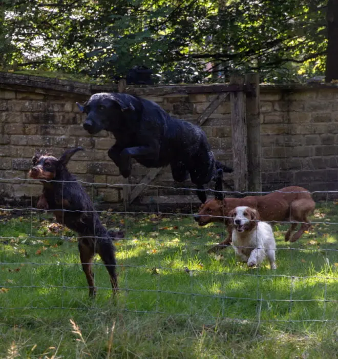 Four Dogs About To Jump A Wire Fence