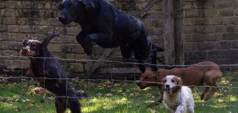 Four Dogs About To Jump A Wire Fence